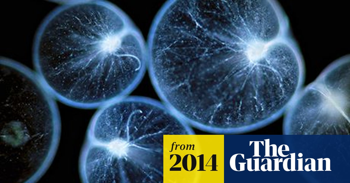 Deep sea creatures shed light on the future of medical imaging