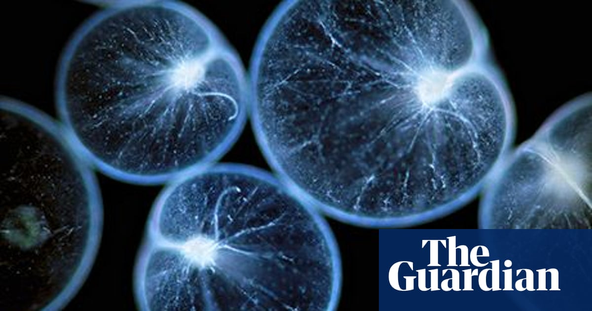 Deep sea creatures light on the future medical imaging | Science | The Guardian