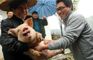 Village residents given free pigs by local government, Guangxi Province, China. Delighted residents of a mountainous village in southern China's Guangxi Province are seen collecting free piglets handed out to them by the local government.