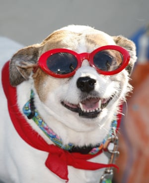 Media loving Roxy the dog looking cool in sunglasses and sporting a smile for the camera.