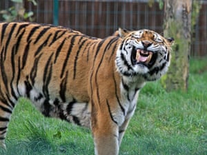 This Amur Tiger is grinning like a Cheshire cat at Blackpool Zoo, United Kingdom.