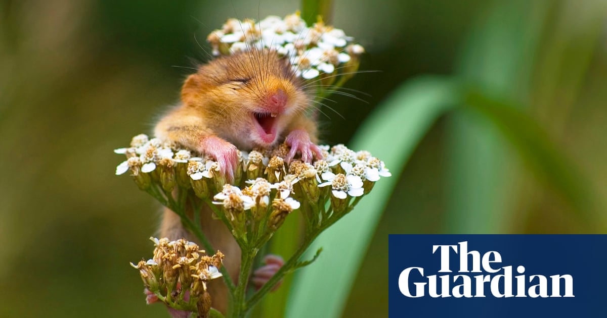 Hee haw: 'laughing animals' - in pictures | World news | The Guardian