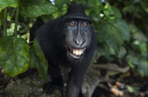 A crested macaque smiles while approaching the camera