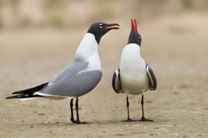 Two laughing Gulls (Larus atricilla) are seen at South Padre Island, Texas, United States of America