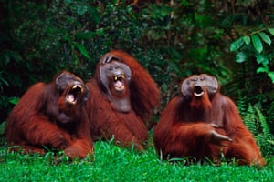 Three native Sunda Isles Orangutans are cracking upon seeing a photographer in Borneo, Indonesia.