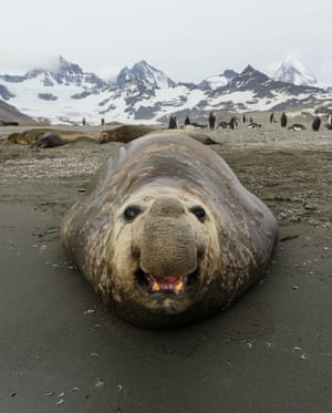 A southern elephant seal appears to grin at a photographer on Gold Harbour, South Georgia, Antarctic Peninsula.
