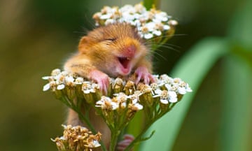 Dormouse found laughing on top of a yarrow flower