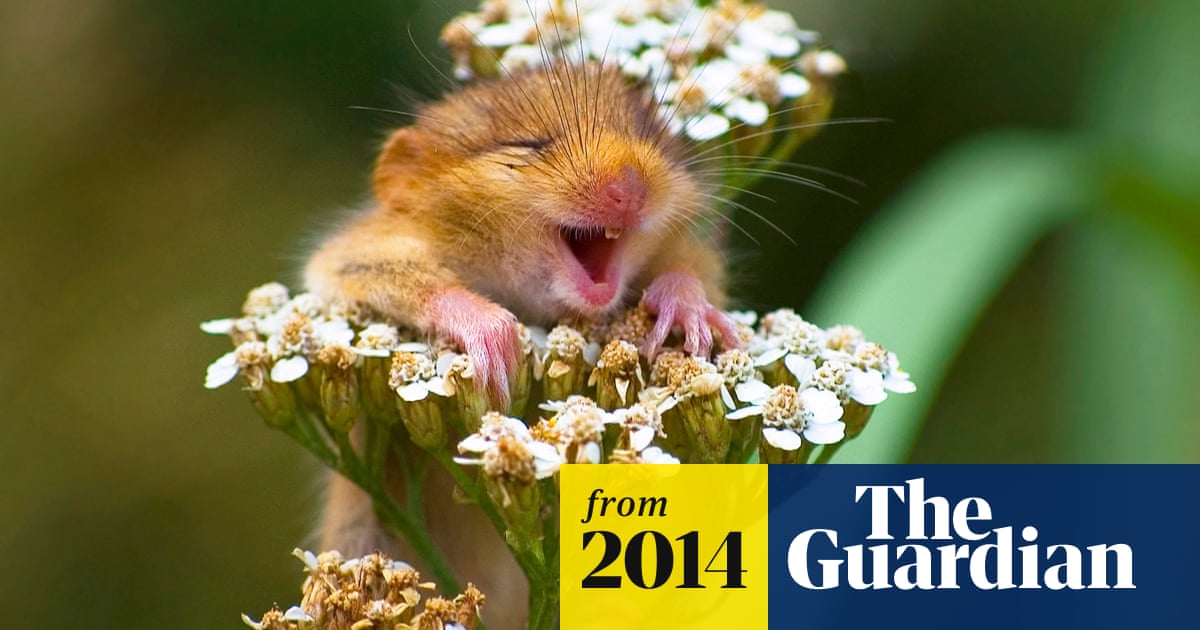 Hee haw: 'laughing animals' - in pictures