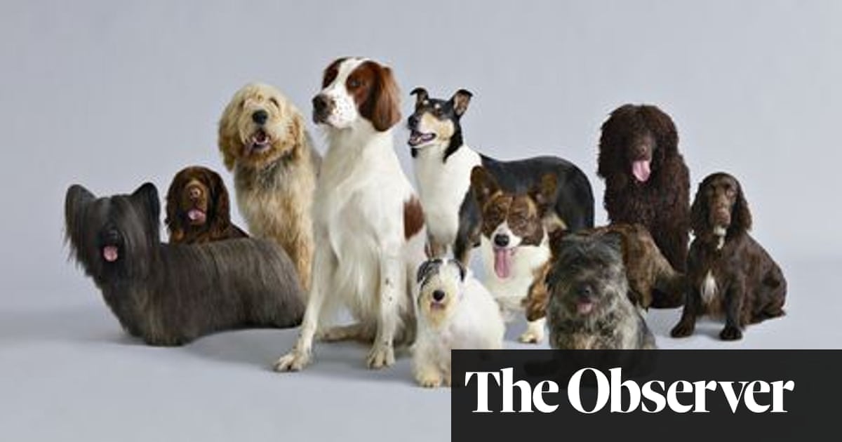 Avoir Images Dog Days Britain S Endangered Breeds Life And Style The Guardian actualisé