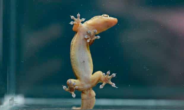 Gehyra gecko on glass
