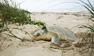 Padre Island National Seashore, Texas