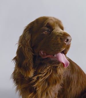 Britain S Endangered Dog Breeds In Pictures Life And Style