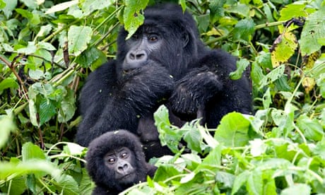 Democratic Republic of Congo - Animals - Mountain Gorillas