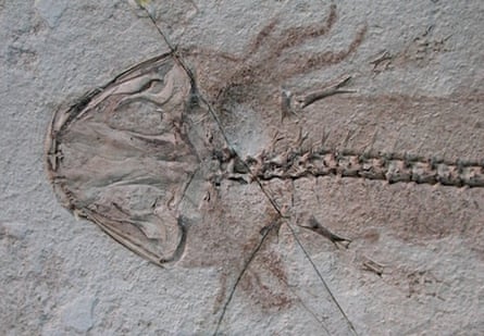 Fossil salamander
