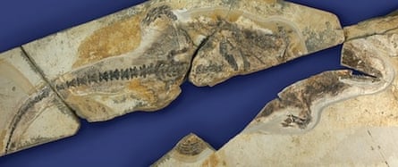fossil mammal