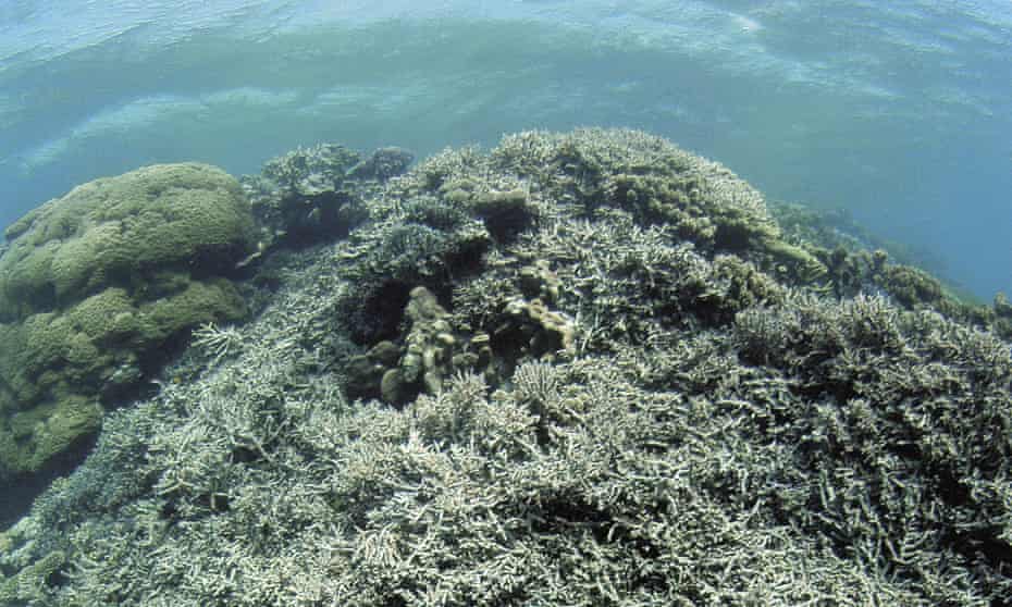 great barrier reef climate change coral