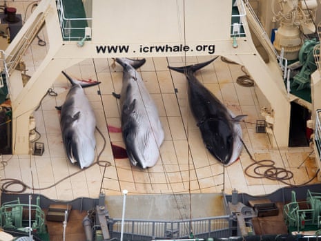 Three dead minke whales lie on the deck of the Japanese whaling vessel Nisshin Maru, in the Southern Ocean. Japan lost against Australia in a case on whaling in the International Court of Justice on Monday