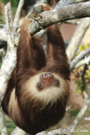 Sloth gallery: Hanging