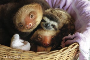 Sloth gallery: 29 image