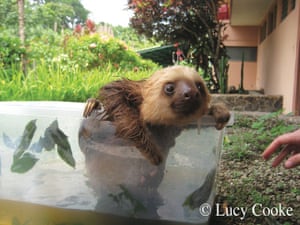 Sloth gallery: 49 image