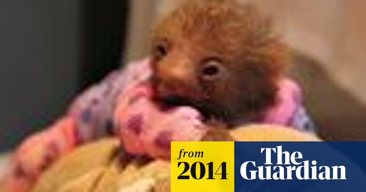 The cutest animal ever: melt at the Power of Sloth - in pictures ...