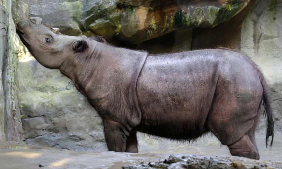 Suci, Sumatran rhino.