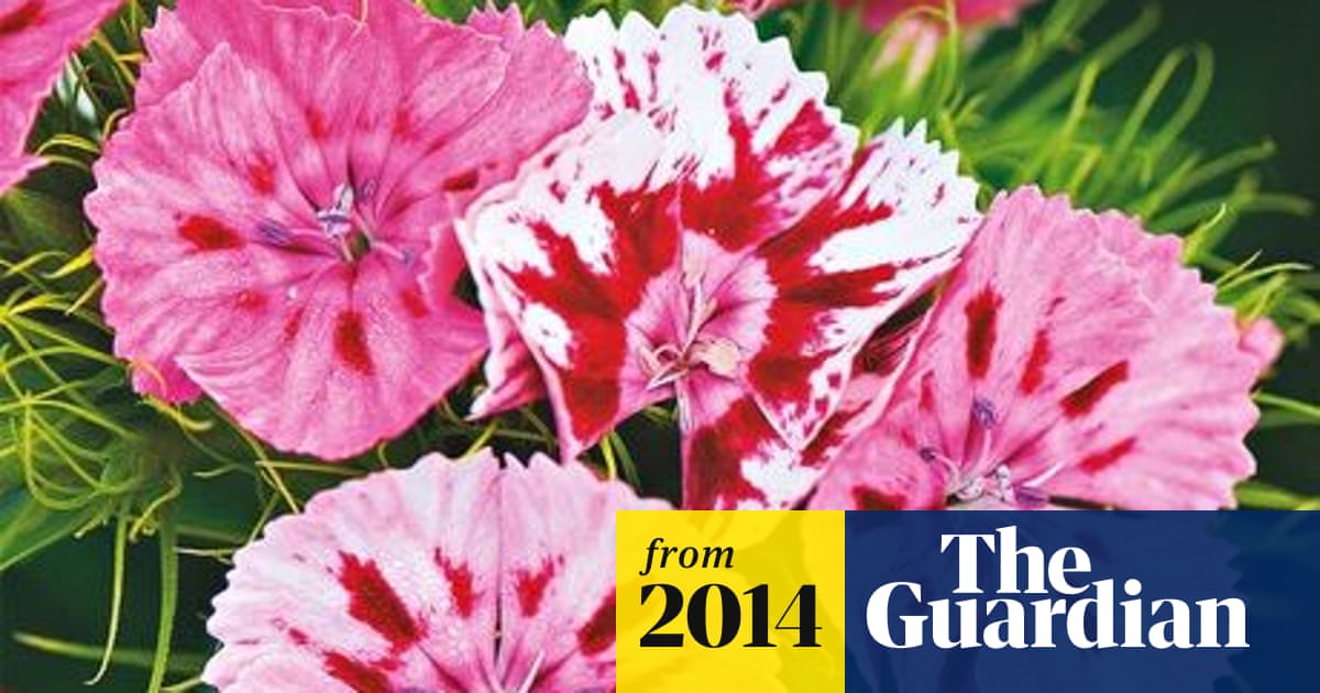Gardens: how to grow your own cut flowers