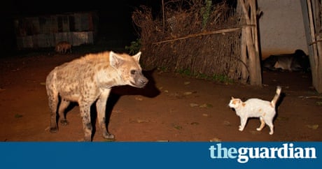 Image result for hyena and cats