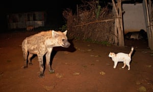 Addis Ababa And Its Hyenas Have A Long And Peaceful