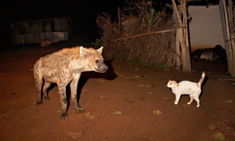 Cities: hyena 1, cat