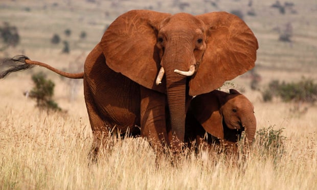 Mother elephant and calf