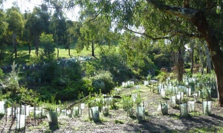 Planting a cliff site extension on Edgars Creek, Melbourne