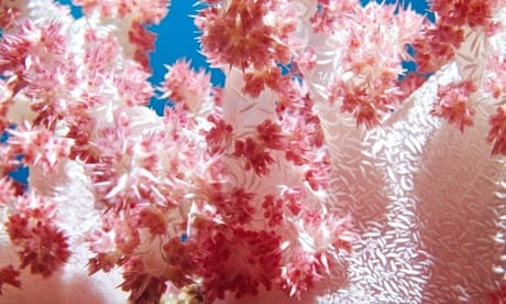 Pink soft coral closeup