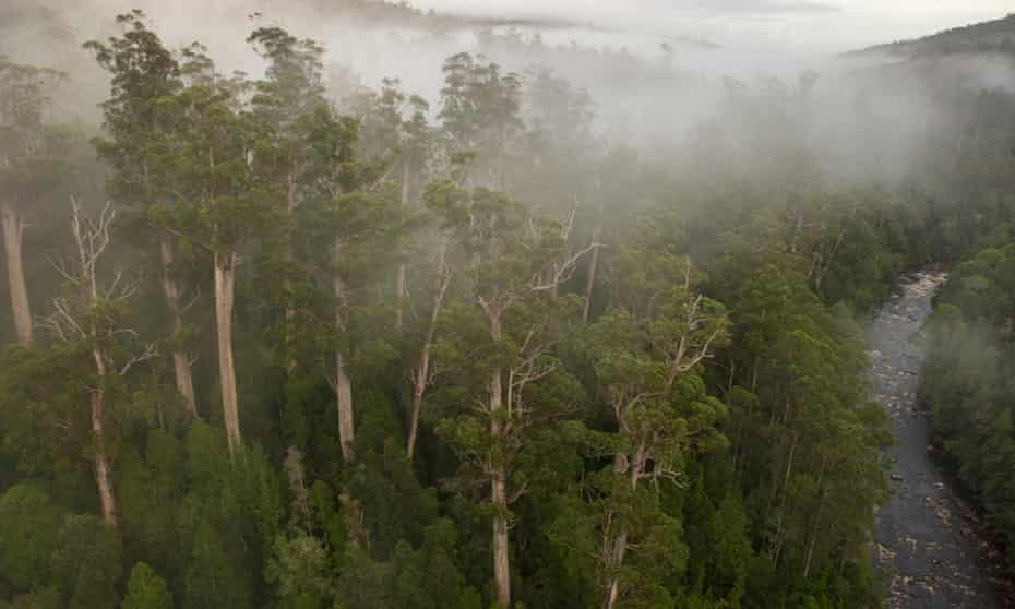 Weld Valley forests tasmania