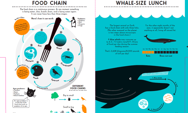 Food chain infographic. Illustration by Nicholas Blechman