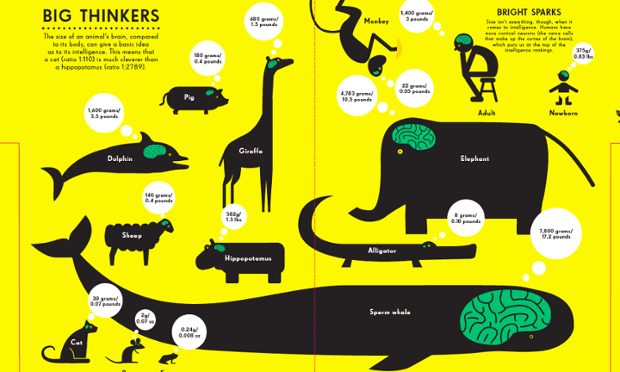 Brain size infographic. Illustration by Nicholas Blechman