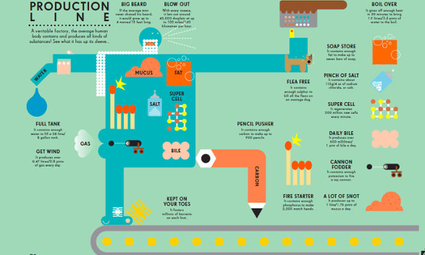 The body as a production line infographic. Illustration by Peter Grundy
