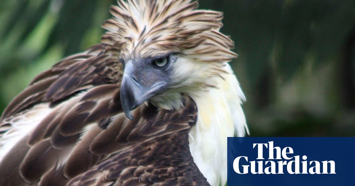 The world's top 10 most unusual and endangered birds - in pictures |  Environment | The Guardian