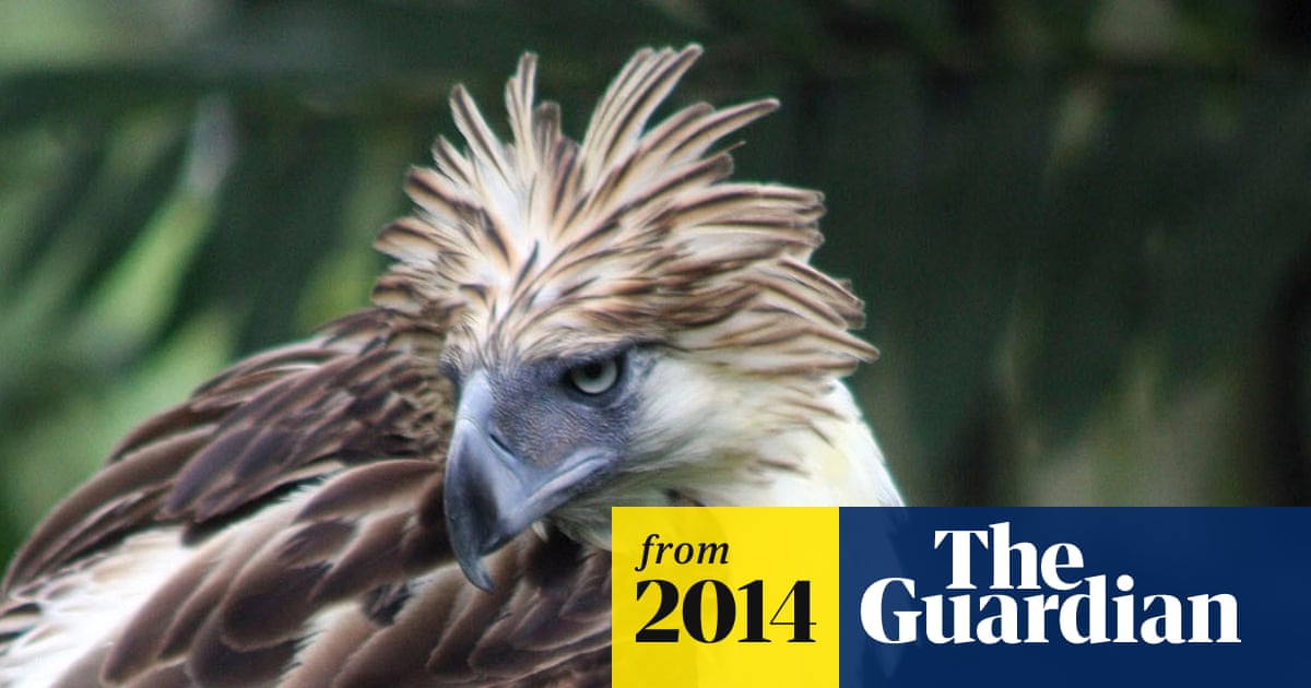 Most Endangered Birds: Protecting Nature's Rarest Gems