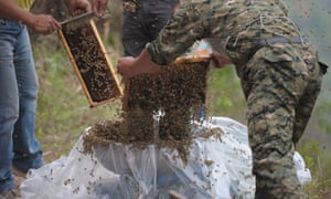 Assistants get the bees ready.