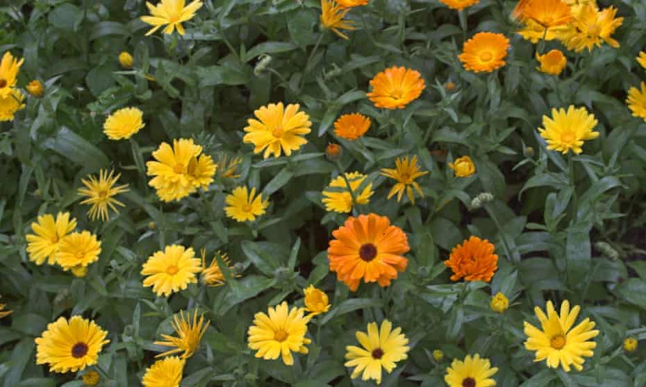 Marigold, used to make the homeopathic remedy calendula