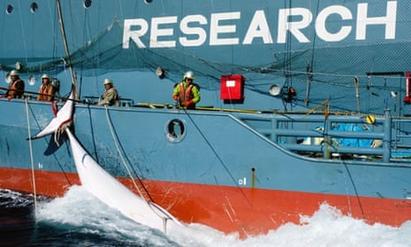 A Japanese whaling vessel with a minke whale in the Southern Ocean.