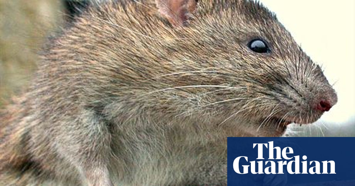 Why You Don T Need To Worry About Giant Invincible Man Eating Super Rats Wildlife The Guardian Why You Don T Need To Worry About Giant Invincible Man Eating Super Rats Wildlife The Guardian