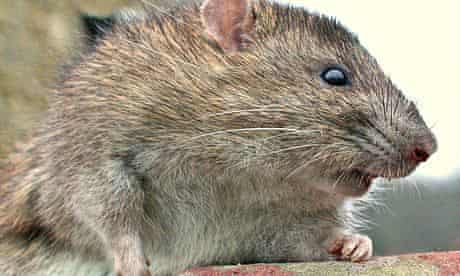 Why You Don T Need To Worry About Giant Invincible Man Eating Super Rats Wildlife The Guardian Why You Don T Need To Worry About Giant Invincible Man Eating Super Rats Wildlife The Guardian