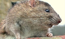 Louvre Rats Parisian public gardens next to Louvre overrun by 'really big' rats ...