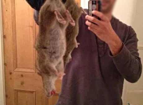 Why You Don T Need To Worry About Giant Invincible Man Eating Super Rats Wildlife The Guardian Why You Don T Need To Worry About Giant Invincible Man Eating Super Rats Wildlife The Guardian