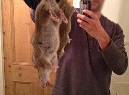 A giant rat caught in Liverpool.