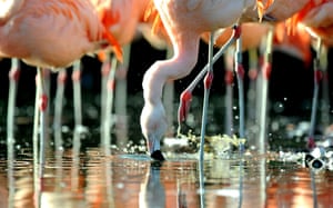 guarded parliament maidan cries elderly rally