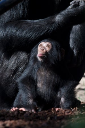 Chimpanzee Ajani looks up while playing under the watchful eye of his mother Amber at Artis Royal Zoo in Amsterdam, The Netherlands.