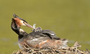 Great Crested Grebe nesting in the campus of York University.